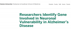 研究人员确定了阿尔茨海默病中涉及神经元易感性的基因